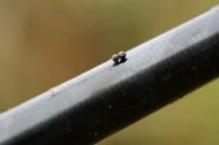 Lood Micro Shot - Guru -SENSAS Verkoop 1266185756