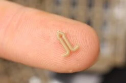 End Tackle Stoppers Extenda Stop - Korda -SENSAS Verkoop 1266192831