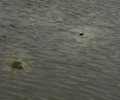 Cresta - Free Running Swivel Stopper - Cresta -SENSAS Verkoop 1522752267