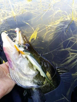 Quantum - Shads Original Pelagic Shad 60 Gram - 21cm - Quantum -SENSAS Verkoop 1778662230