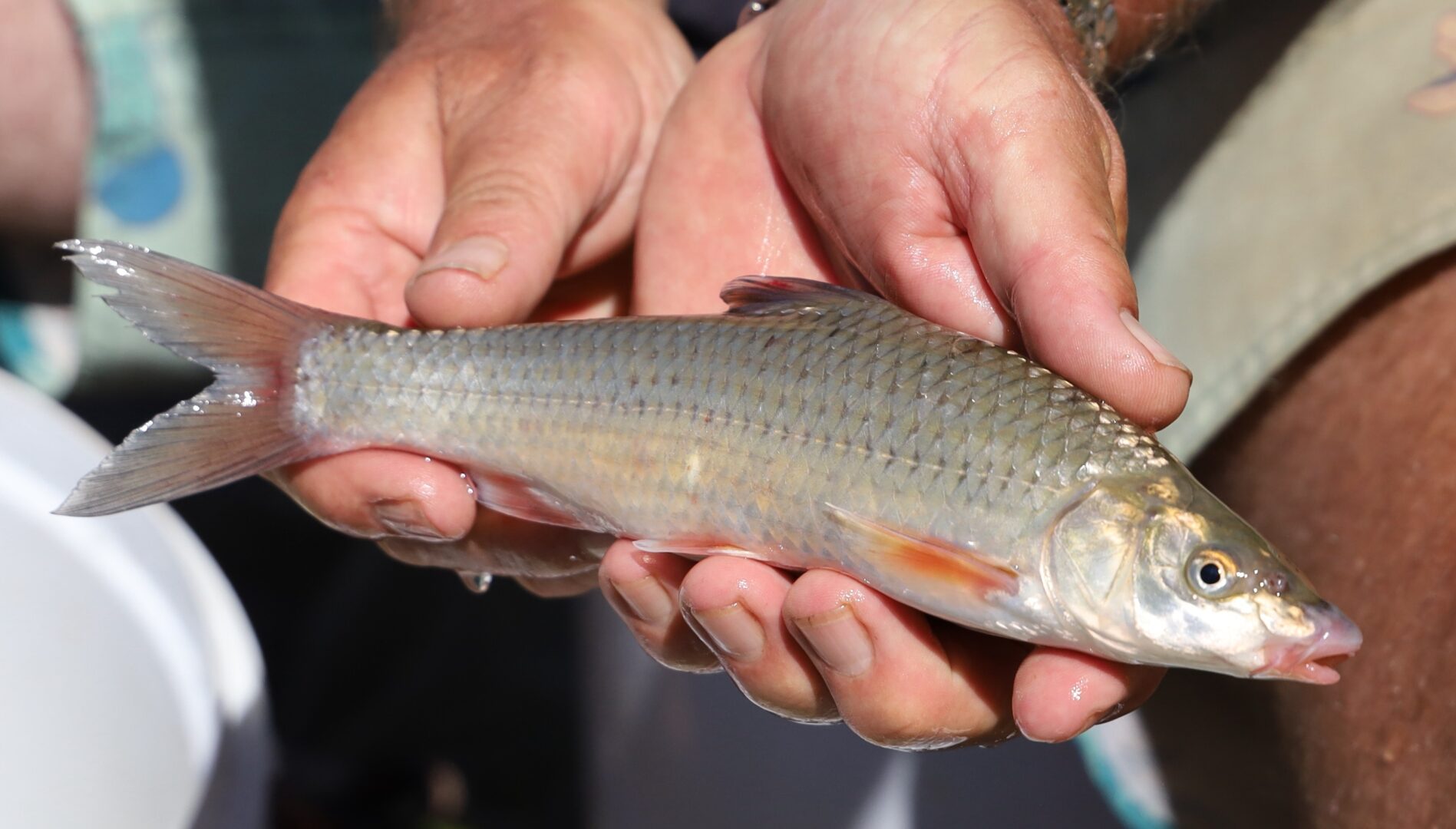 SENSAS Verkoop -SENSAS Verkoop Witvis